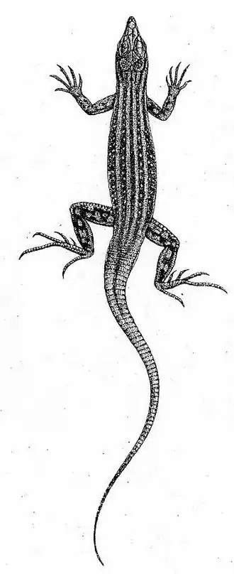 Description de l'image Pseuderemias smithii.jpg.