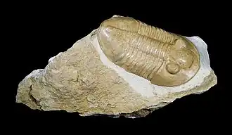 Pseudoasaphus Ordovicien.