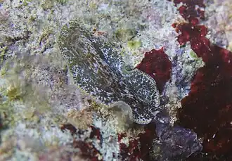 Pseudoceros murinus