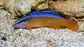 Pseudochromis aldabraensis