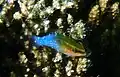 Pseudochromis cyanotaenia juvénile