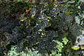 Pseudocyphellaria granulata