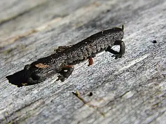 Description de l'image Pseudoeurycea cochranae 9457941.jpg.