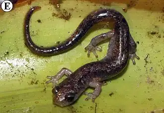 Description de l'image Pseudoeurycea ruficauda from near Plan de Guadalupe, Oaxaca.jpg.