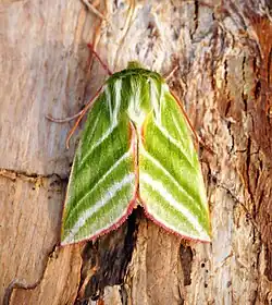 Nolidae(Pseudoips prasinana)