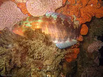 Pseudolabrus guentheri