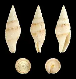 Mitra perdulca