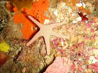 Pseudonepanthia troughtoni