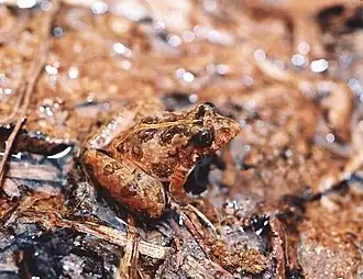 Description de l'image Pseudopaludicola saltica.jpg.