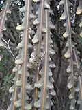 Détail des feuilles, forme juvénile.