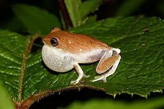 Description de l'image Pseudophilautus hoffmanni.JPG.