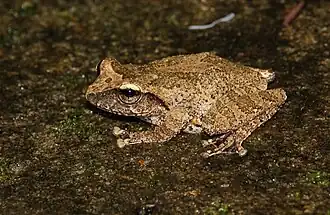 Description de l'image Pseudophilautus silus.JPG.