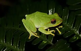 Description de l'image Pseudophilautus stuarti.jpg.