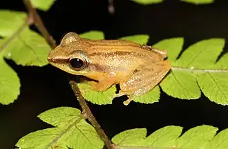 Description de l'image Pseudophilautus tanu.jpg.