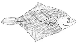 Description de l'image Pseudopleuronectes obscurus.jpg.