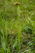 Song of the Small White Orchid (no&nbsp;30, 2013)