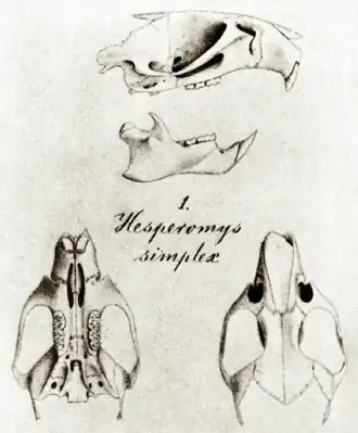 Description de l'image Pseudoryzomys simplex type.png.