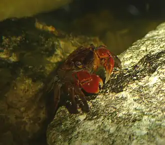 Pseudosesarma moeshi