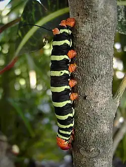 La chenille.
