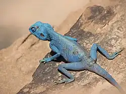 Pseudotrapelus sinaitus