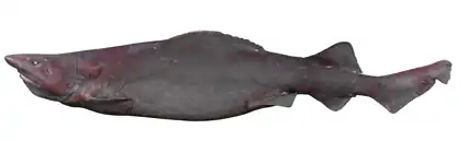 Pseudotriakis microdon, un Pseudotriakidae
