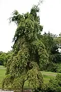 Cultivar 'Pendula'.