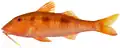Pseudupeneus maculatus