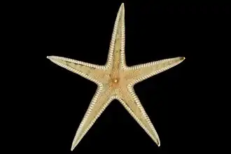 Psilaster andromeda