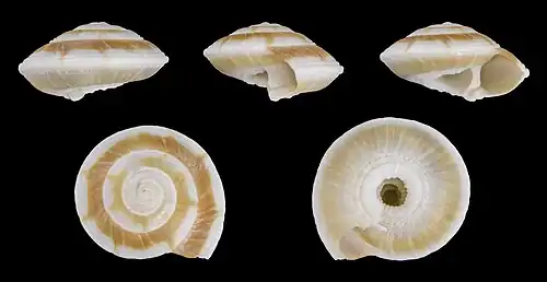 Psilaxis radiatus