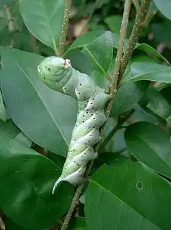 la chenille