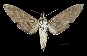 Revers du mâle (coll.MHNT)