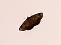 Psimada quadripennis(Aganainae)