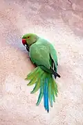 Psittacula krameri sur le fort rouge d'Āgrā.
