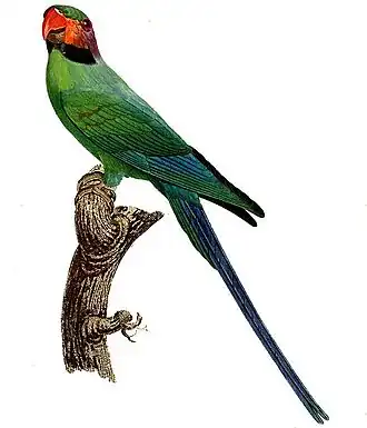 Description de l'image Psittacula longicauda - Barraband.jpg.
