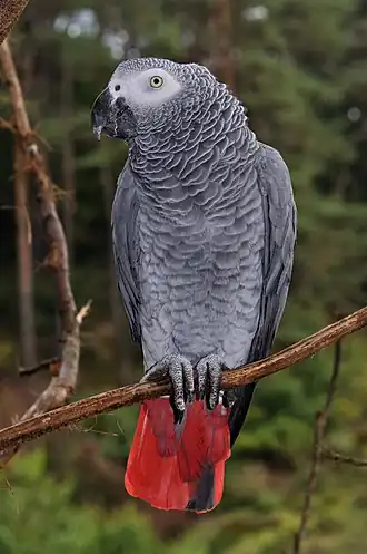 Perroquet gris