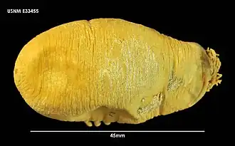 Psolidium charcoti