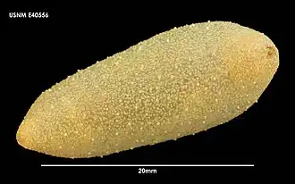 Psolidium gaini