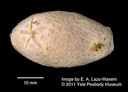 Psolus antarcticus
