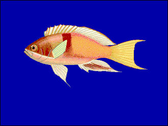 Description de l'image Psrub_u0.gif.