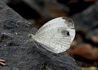 Leptosia nina