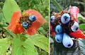 Infrutescences de Palicourea tomentosa à la Isla Bastimentos (Panama)