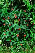 Pied de Palicourea tomentosa près de Dominical (Costa Rica)