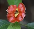Inflorescence de Palicourea tomentosa (Hot Lips, Labios Ardientes)