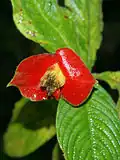 Inflorescence de Palicourea tomentosa près de Las Horquetas&nbsp;(es) (Costa Rica)