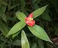 Inflorescence de Palicourea tomentosa