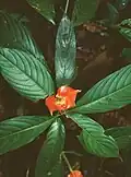 Inflorescence de Palicourea tomentosa