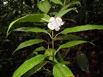 Description de l'image Psychotria urbaniana.JPG.