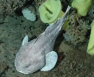 Un poisson (Psychrolutes phrictus), et deux éponges (Staurocalyptus sp. et Ferrea sp.) Au mont sous-marin de Davidson (-1317 m)