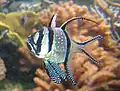 Poisson cardinal de Banggai au New England Aquarium.