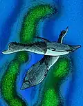 Reconstitution de Pteraspis rostrata.